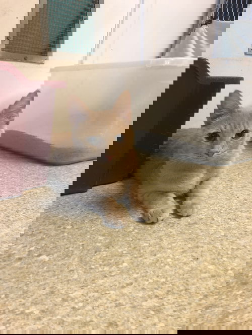Felix