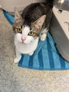 adoptable Cat in , VA named Christopher