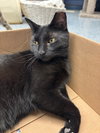 Onyx