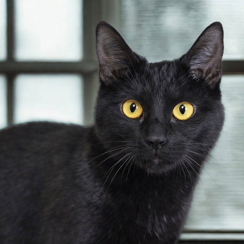 Panther