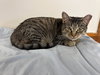Bella