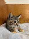 Tabitha