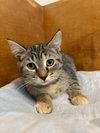 Tabitha