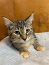 Tabitha