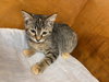 Tabitha