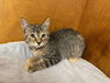 Tabitha