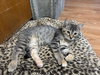 Tabitha
