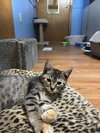Tabitha