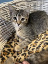 Tabitha
