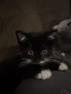 Harley