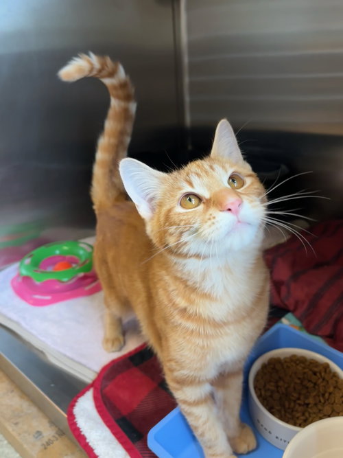 Marmalade