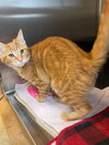 Marmalade