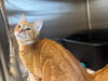 Marmalade