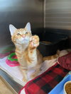 Marmalade
