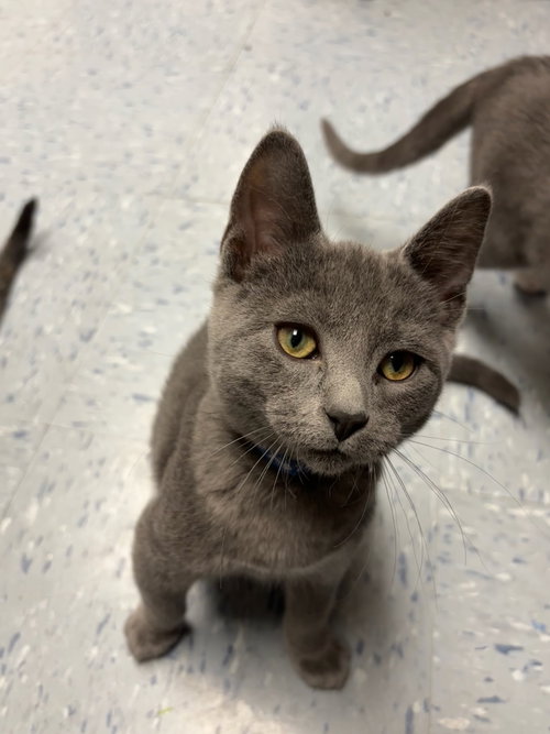 King Boo, an adoptable Domestic Short Hair in Hopewell, VA