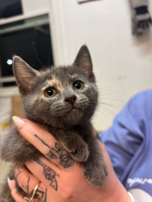 Superstar, an adoptable Domestic Short Hair in Hopewell, VA
