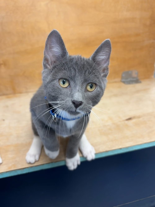 Koopa, an adoptable Domestic Short Hair in Hopewell, VA