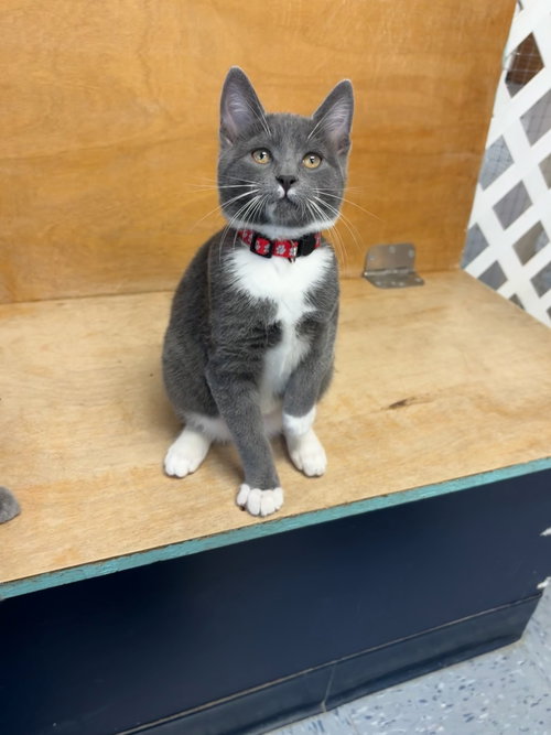Bowser, an adoptable Domestic Short Hair in Hopewell, VA
