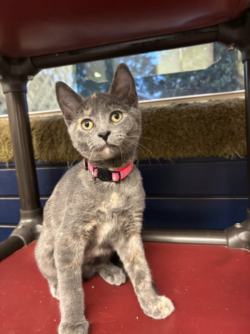 Meowser, an adoptable Domestic Short Hair in Hopewell, VA