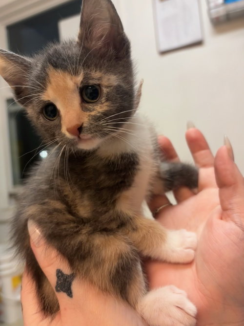 Daisy, an adoptable Domestic Short Hair in Hopewell, VA