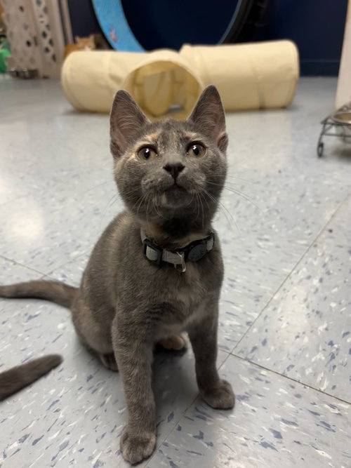 Yoshi, an adoptable Domestic Short Hair in Hopewell, VA