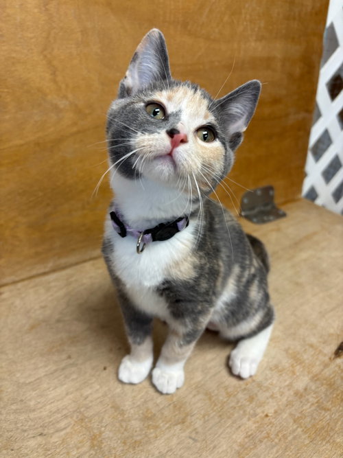 Rosalina, an adoptable Domestic Short Hair in Hopewell, VA