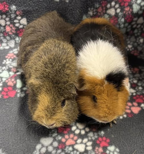 Cinnamon & S'mores