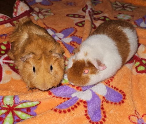 Pumpkin & Tweety