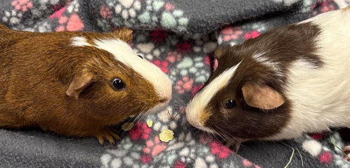 Hazelnut & Nutella