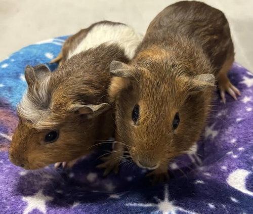Cosmo & Copper