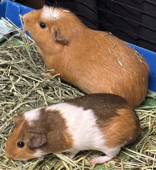Honey & Willow