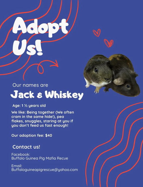 Jack & Whiskey photo 3
