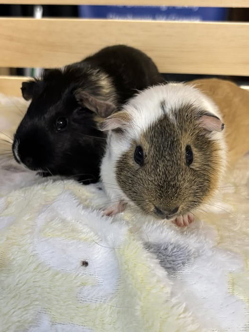 Charlie & Phoebe
