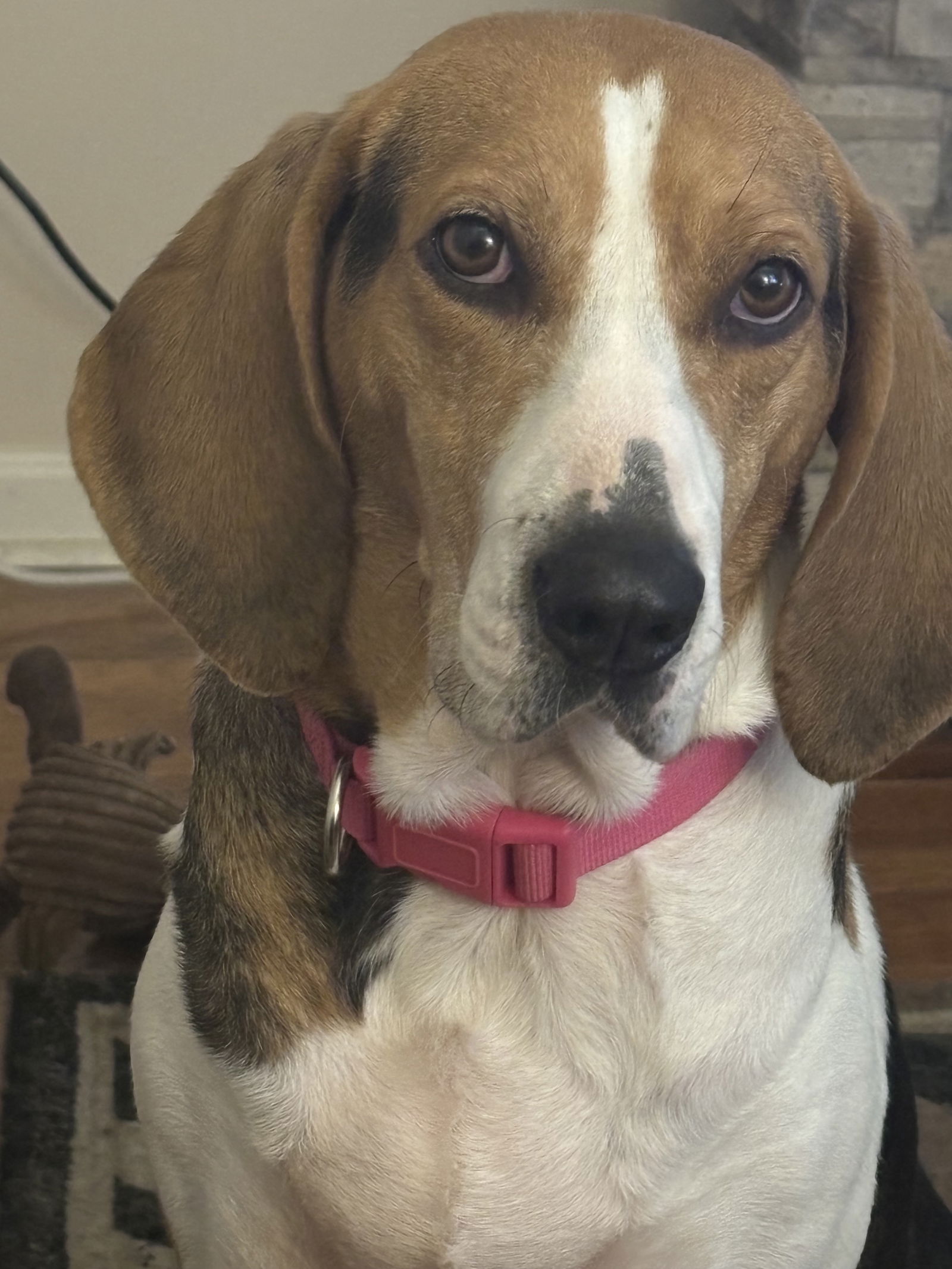 adoptable Dog in Rolling Meadows, IL named Rhonda 1503
