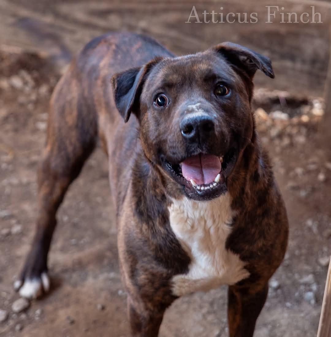 adoptable Dog in New Martinsville, WV named Atticus Finch