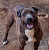 adoptable Dog in  named Atticus Finch
