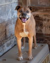 adoptable Dog in  named Gus