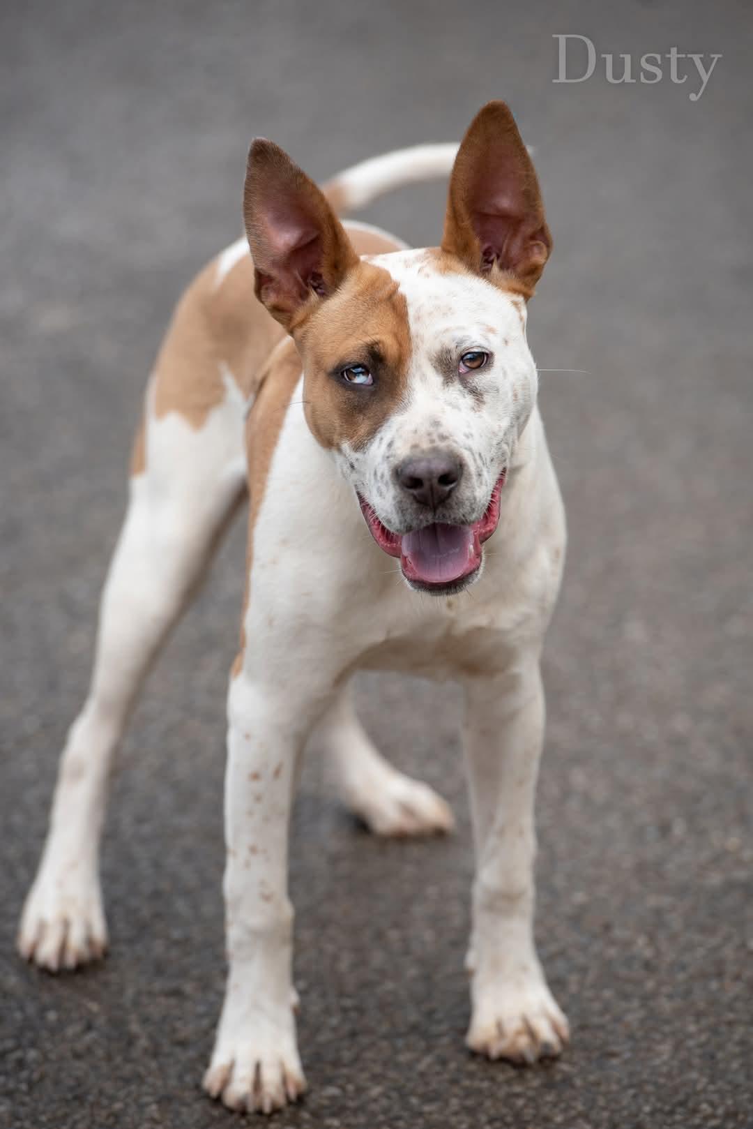 adoptable Dog in New Martinsville, WV named Dusty