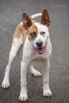 adoptable Dog in  named Dusty