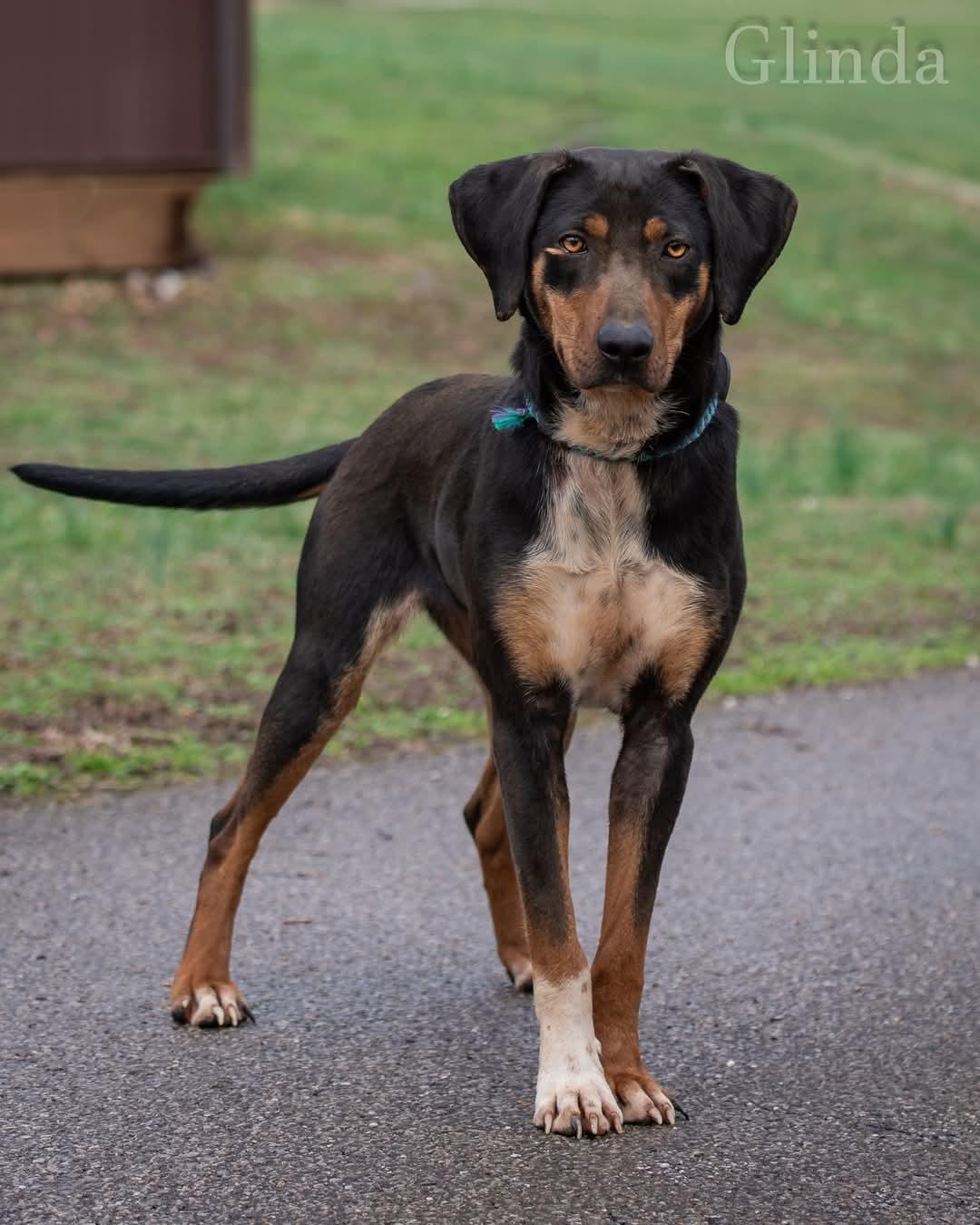adoptable Dog in New Martinsville, WV named Glinda
