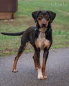 adoptable Dog in  named Glinda