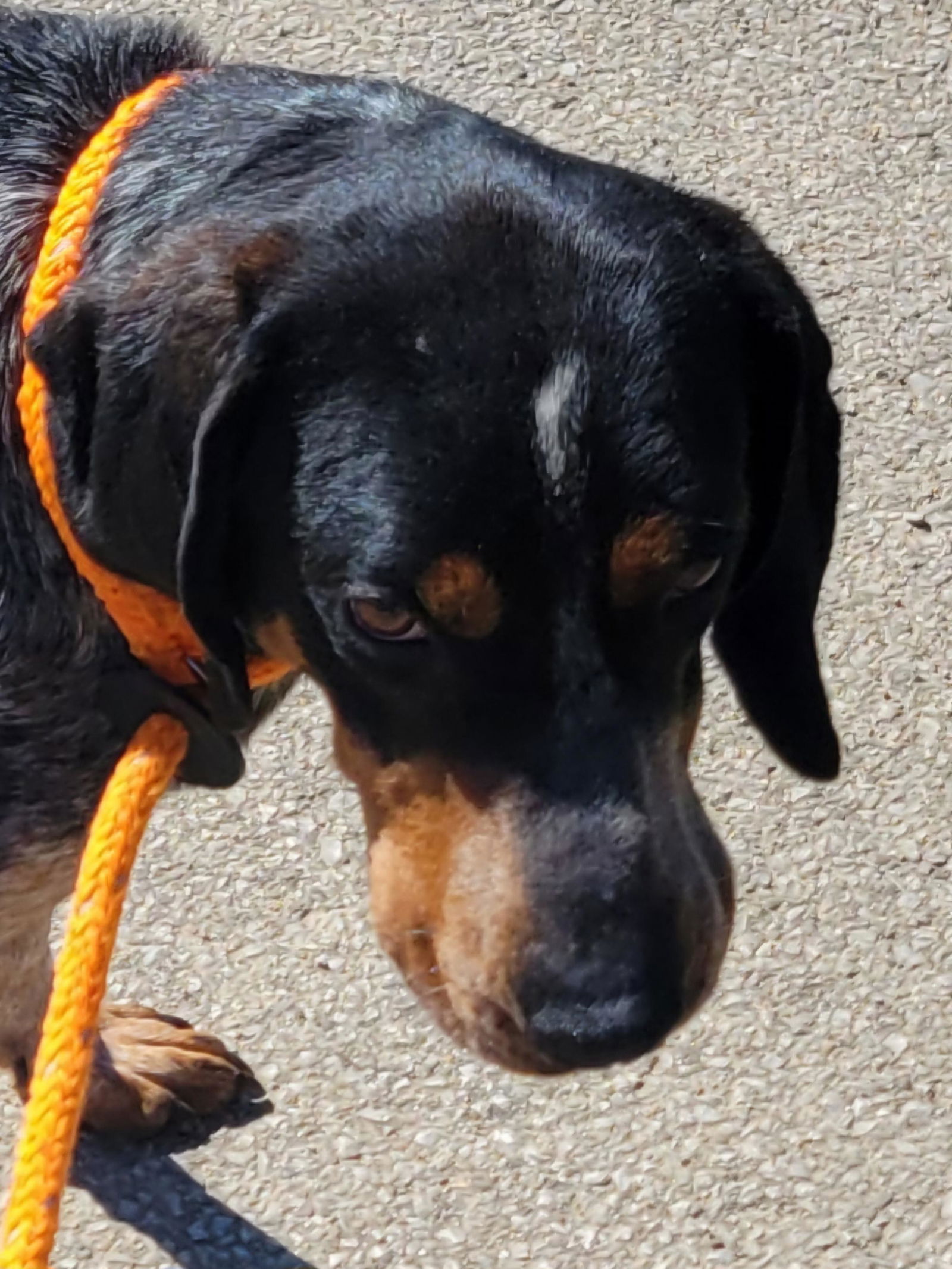 adoptable Dog in New Martinsville, WV named Ricky Martin
