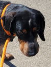 adoptable Dog in  named Ricky Martin