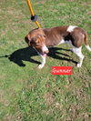 adoptable Dog in new martinsville, WV named Gunner