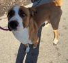 adoptable Dog in  named Bently