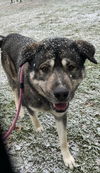 adoptable Dog in new martinsville, WV named Kane Brown