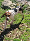 adoptable Dog in  named Ripley