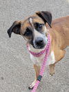 adoptable Dog in New Martinsville, WV named Thelma