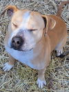 adoptable Dog in  named Atlas