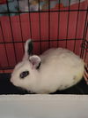 adoptable Rabbit in New Martinsville, WV named PET Rabbits